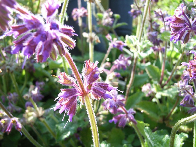 Salvia verticillata 'Purple Rain' Kranssalie