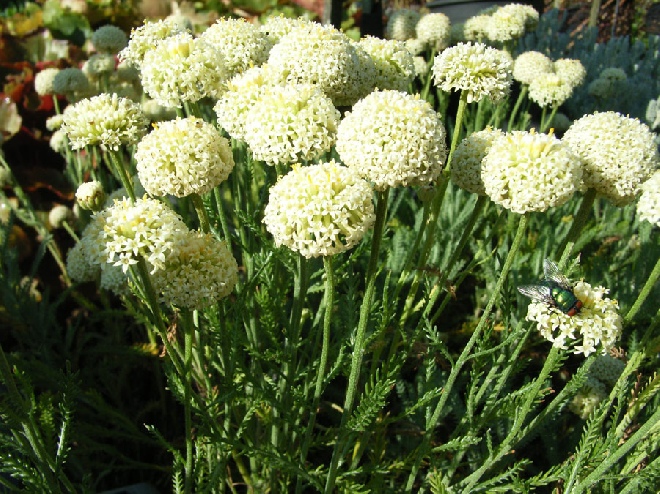 Santolina chamaecyparissus 'Edward Bowles' Heiligenbloem, Heiligenkruid
