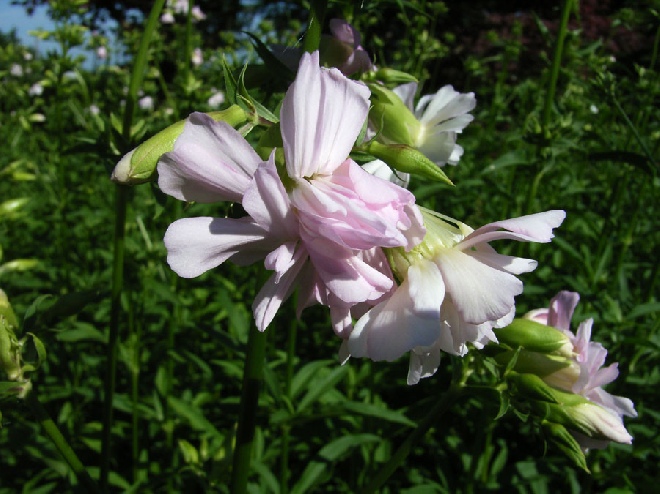 Saponaria officinalis 'Rosea Plena' Zeepkruid
