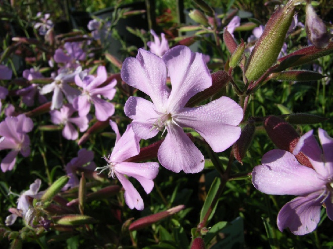 Saponaria lempergii 'Max Frei' Zeepkruid