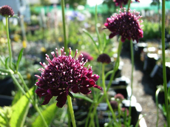 Scabiosa 'Crimson Cushion' schurftkruid, Duifkruid