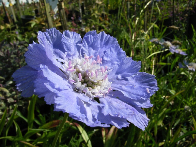 Scabiosa caucasica 'Clive Greaves' Schurfkruid, Duifkruid