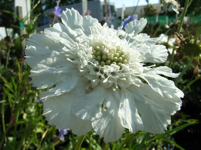 Scabiosa caucasica 'Alba' Schurftkruid, Duifkruid