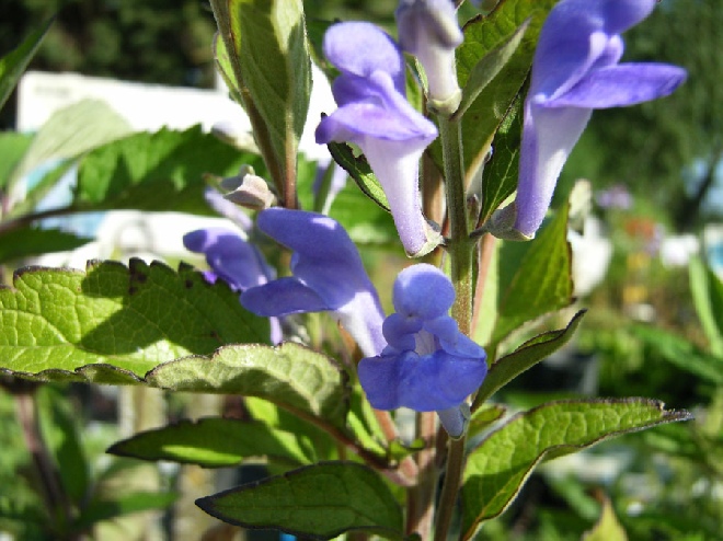 Scutellaria incana Glidkruid, Helmkruid