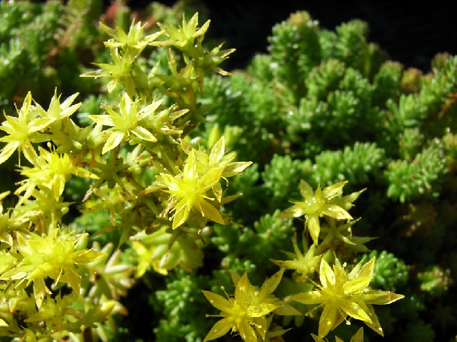 Sedum sexangulare Vetkruid