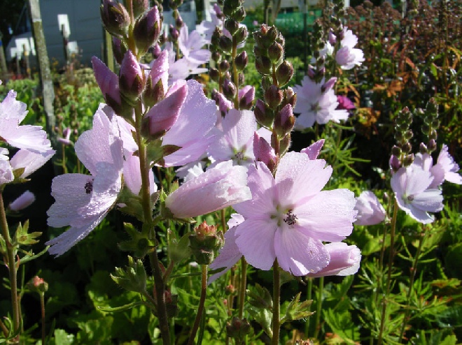 Sidalcea 'Elsie Heugh' Griekse Malva, Prairie Malva
