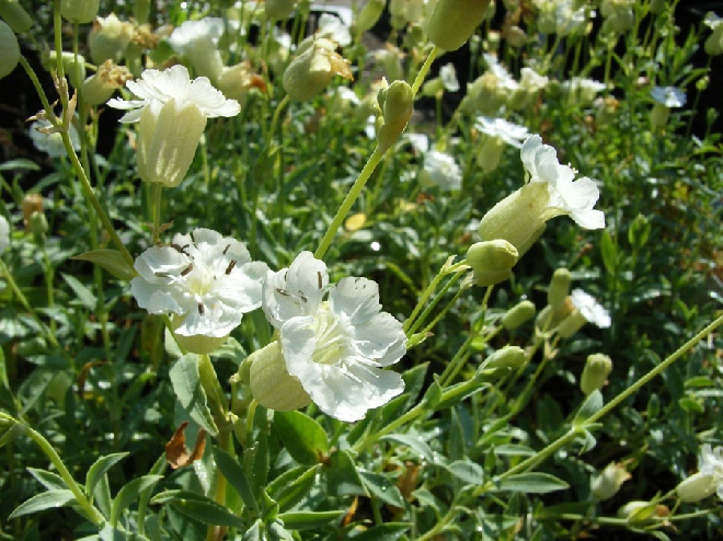 Silene uniflora 'Weisskehlchen' Lijmkruid