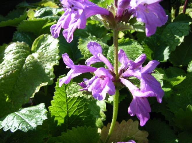 Stachys macrantha 'Superba' (syn. Stachys grandiflora 'Superba') Andoorn