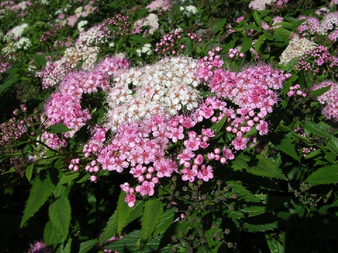 Spiraea japonica 'Genpei' (syn. S. japonica 'Shirobana') Spierstruik
