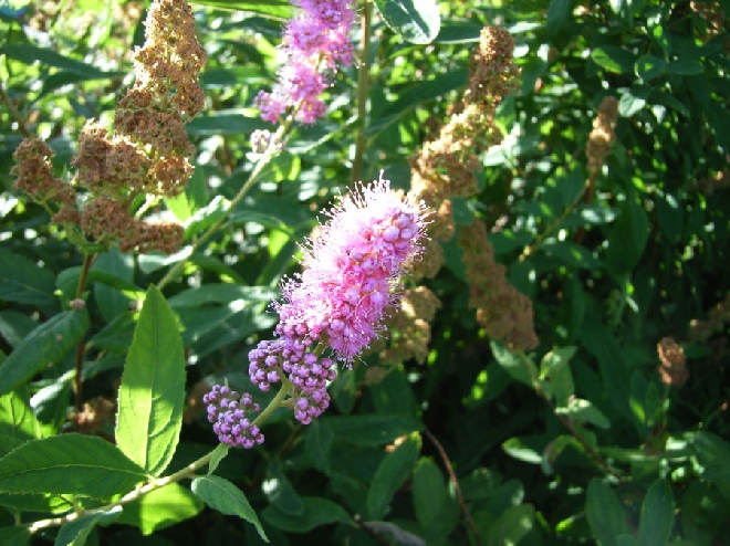 Spiraea billiardii 'Triumphans' spierstruik