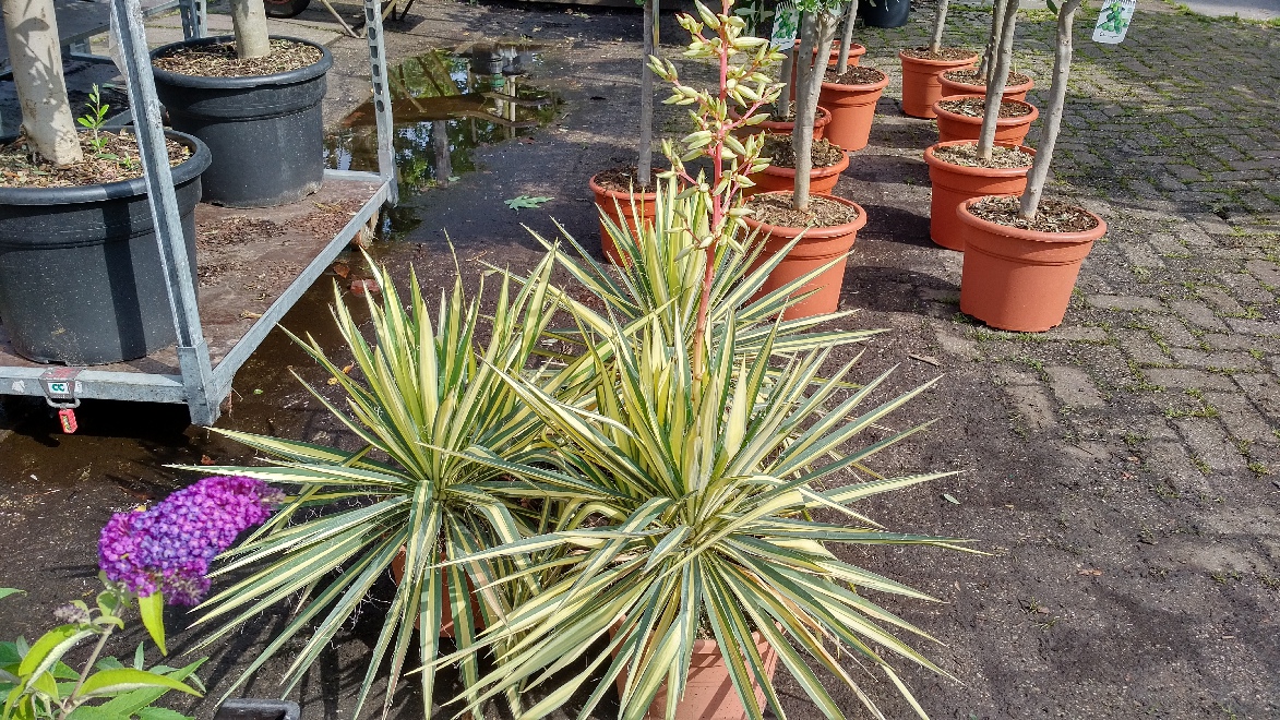 Yucca filamentosa 'Variegata' palmlelie