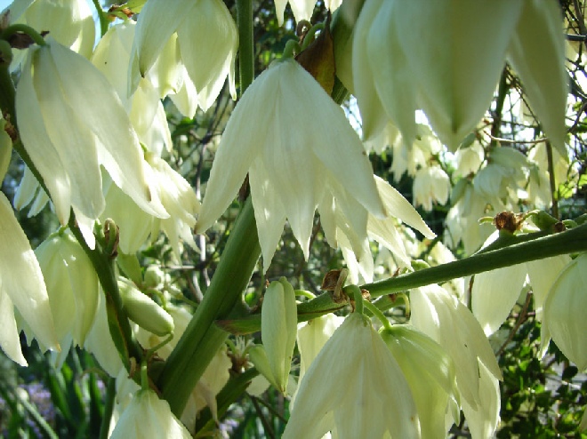 Yucca flaccida palmlelie