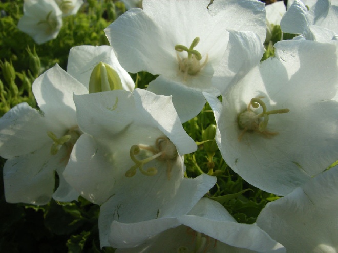 Campanula carpatica 'Weisse Clips' Karpatenklokje