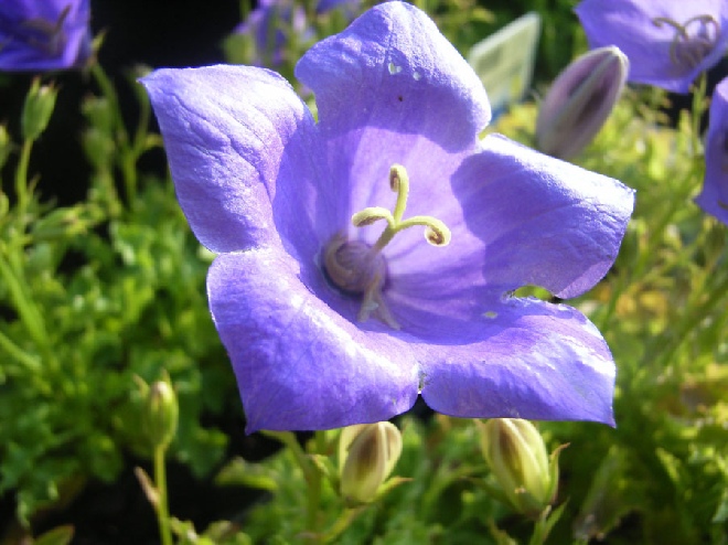 Campanula carpatica 'Blaue Clips' Karpatenklokje