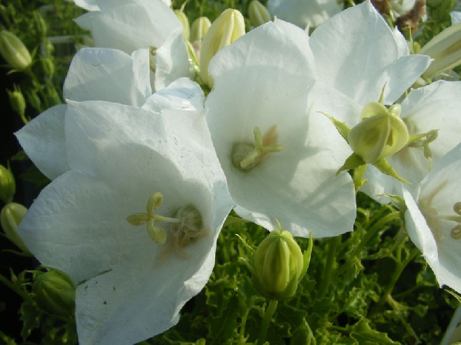 Campanula carpatica 'Alba' Karpatenklokje