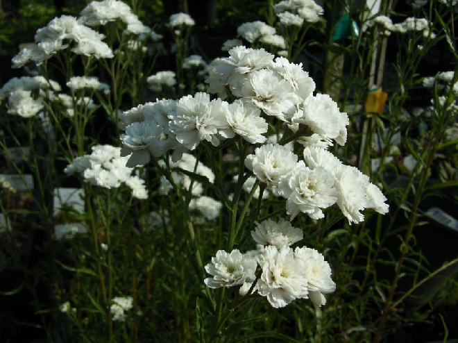 Achillea ptarmica 'The Pearl' Duizendblad