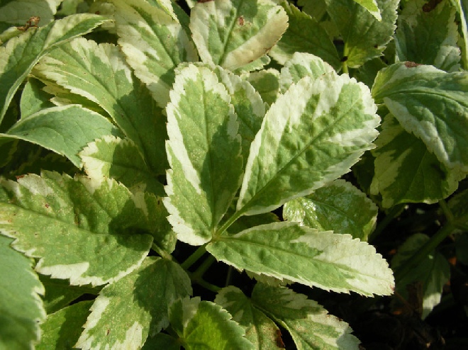 Aegopodium podagraria 'Variegatum' Bont zevenblad