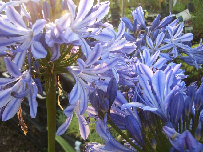 Agapanthus 'Charlotte' (syn. Agapanthus africanus 'Charlotte') Afrikaanse Lelie