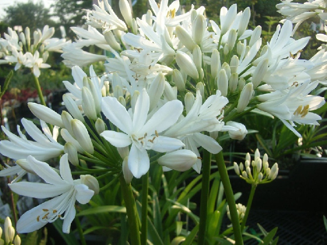Agapanthus 'White Heaven' Afrikaanse Lelie
