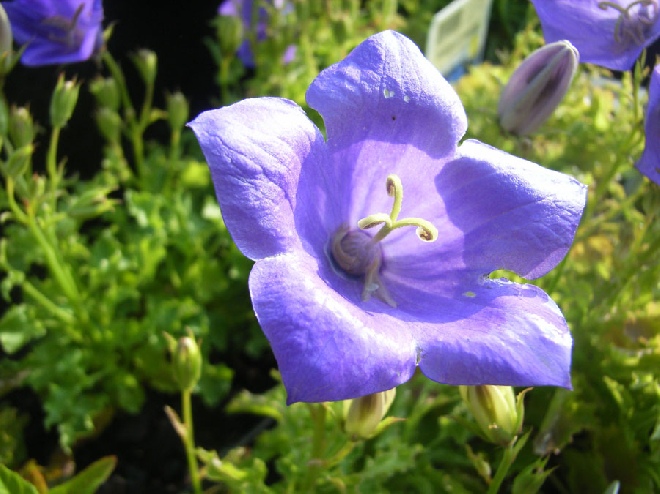 Campanula carpatica Karpatenklokje