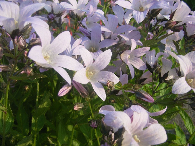 Campanula lactiflora 'Loddon Anna' Celtisbladklokje