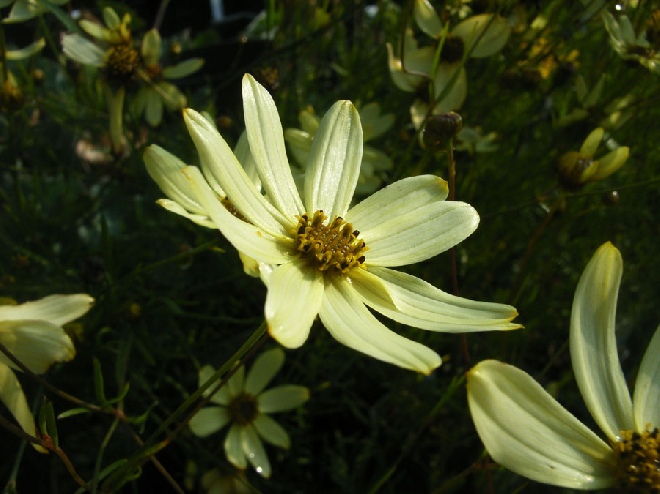 Coreopsis verticillata 'Moonbeam' Meisjesogen