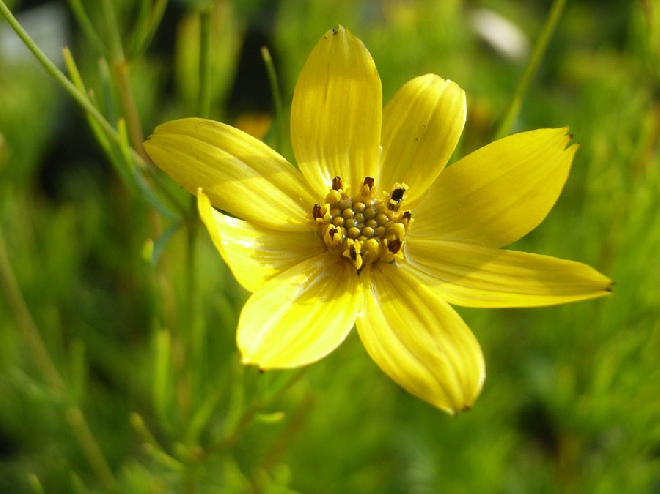 Coreopsis verticillata 'Zagreb' Meisjesogen