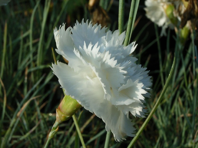 Dianthus 'Haytor White' Grasanjer