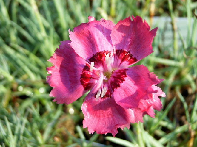Dianthus gratianopolitanus 'Flare' Anjer