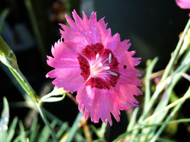 Dianthus 'Roodkapje' Grasanjer