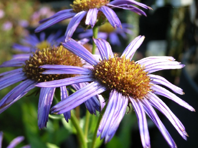 Erigeron 'Dunkelste Aller' Fjnstraal