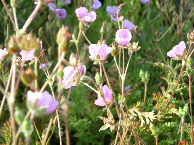 Erodium variabile 'County Park' Reigersbek