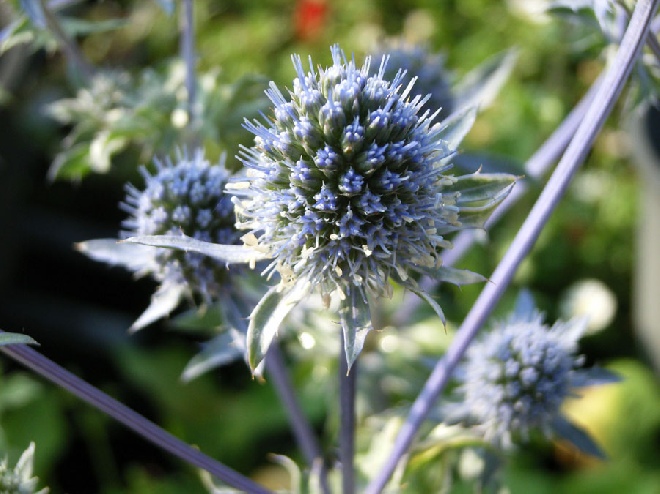 Eryngium planum 'Blauer Zwerg' Kruisdistel, Blauwe Distel