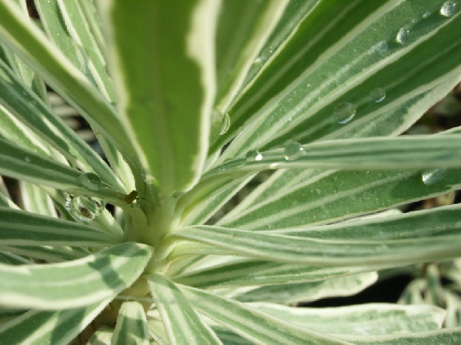 Euphorbia characias 'Emmer Green' Wolfsmelk