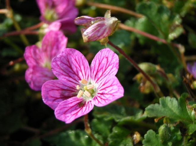 Erodium variabile 'Bishop's Form' Reigersbek