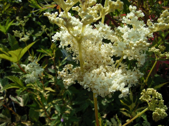 Filipendula ulmaria 'Variegata' Knolspiraea, Moerasspiraea