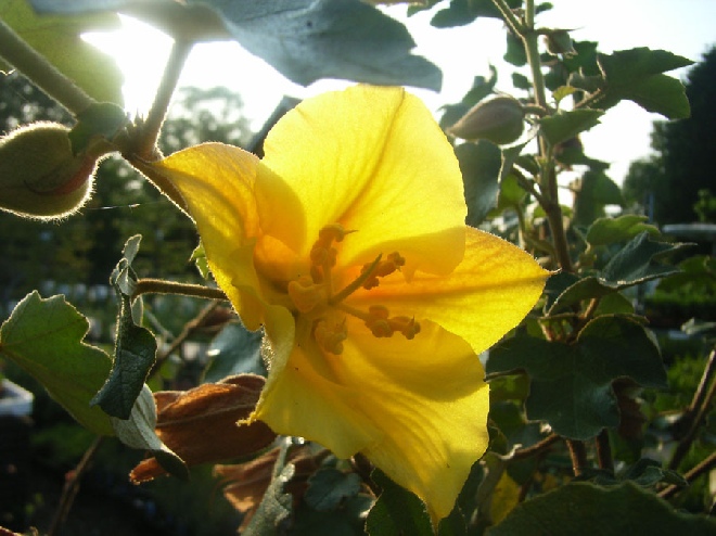 Fremontodendron 'California Glory' Flanelstruik