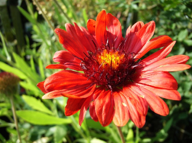 Gaillardia 'Burgunder' Kokardebloem