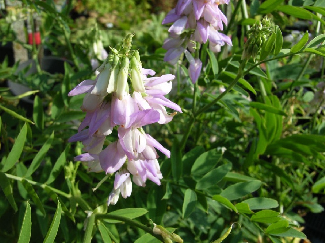 Galega officinalis Professorkruid, Hoogleraarkruid