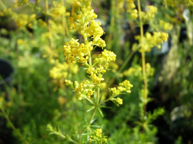 Galium verum Geel Walstro