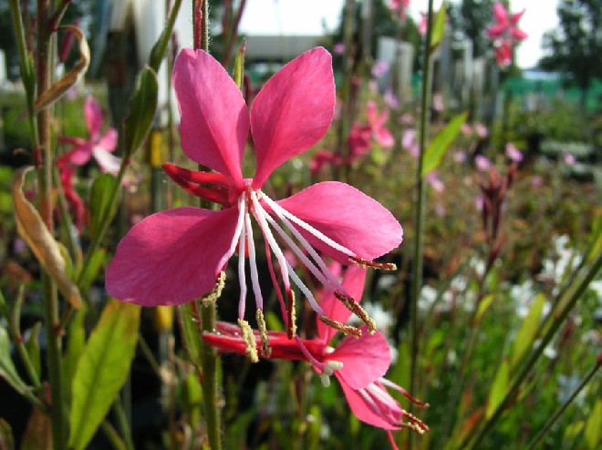 Gaura lindheimeri 'Gaudros' (Geyser Pink) Prachtkaars