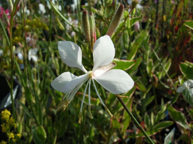 Gaura lindheimeri 'Corrie's Gold' Prachtkaars