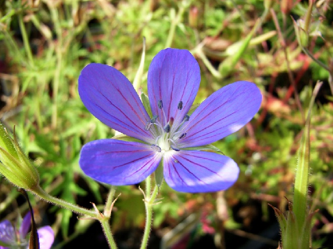 Geranium 'Nimbus' Ooievaarsbek