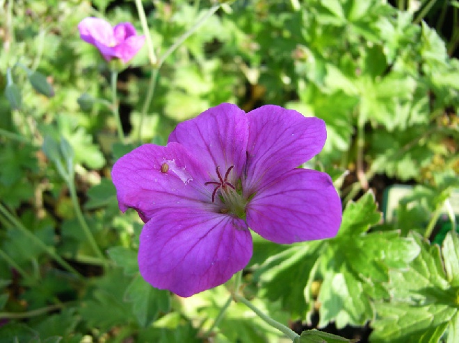 Geranium riversleaianum 'Russell Prichard' Ooievaarsbek