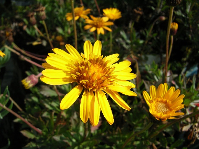 Haplopappus glutinosus Noord-Amerikaans Dwergaster