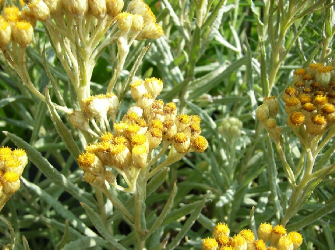 Helichrysum 'Schwefellicht' Strobloem