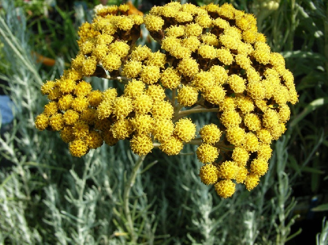 Helichrysum italicum Kerrieplant