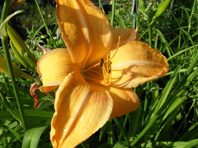 Hemerocallis 'Hyperion' Daglelie