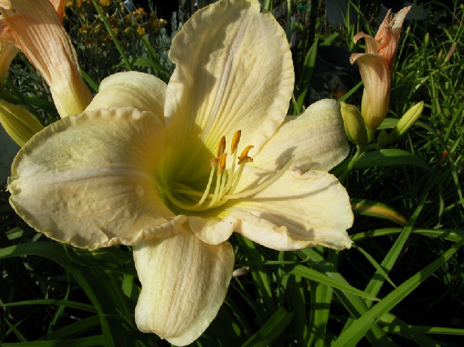 Hemerocallis 'Snowy Apparation' Daglelie