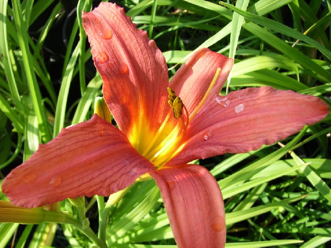 Hemerocallis 'Sammy Russell' Daglelie